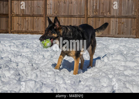Pastore Tedesco giocattolo di contenimento nella neve Foto Stock