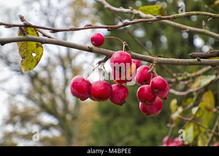 Apple Red Sentinel Foto Stock