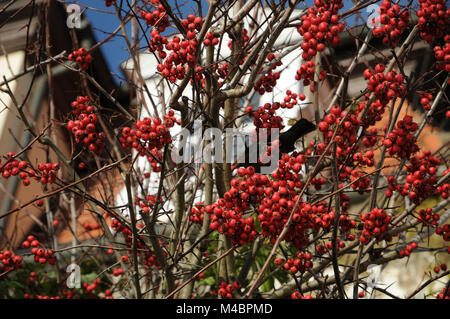 Crataegus x lavallei Carrierei, Lavallees biancospino Foto Stock