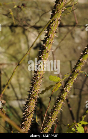 Rosa sweginzowii Macrocarpa, Sweginzows rose, rami, spine Foto Stock