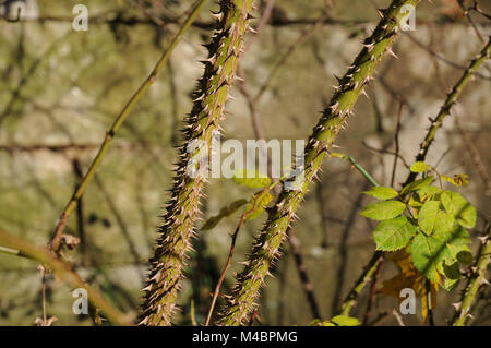 Rosa sweginzowii Macrocarpa, Sweginzows rose, rami, spine Foto Stock