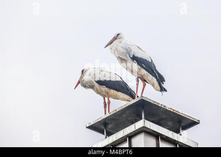 Stork coppia di, sul camino in piedi Foto Stock