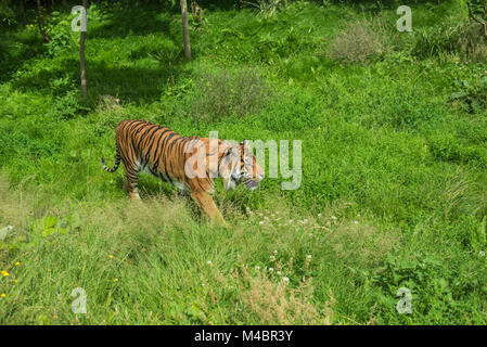 Una potente tigre che si fonde silenziosamente nell'erba stealth del selvaggio. Foto Stock