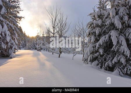Tramonto colorato in un profondo coperti di neve foresta. La Baviera, Germania Foto Stock
