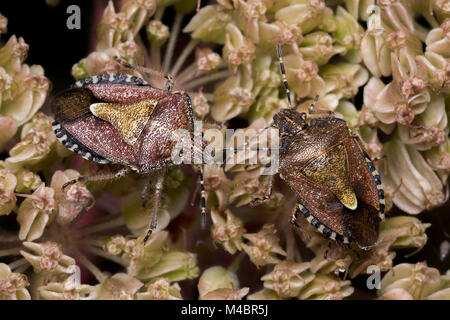 Due adulti Shieldbugs Peloso (Dolycoris baccarum) a riposo su un umbellifer. Tipperary, Irlanda. Foto Stock