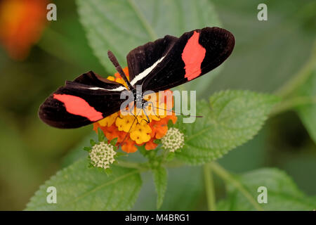 Red postino Foto Stock