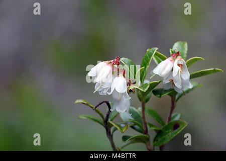 Cowberry o lingonberry, Vaccinium vitis-idaea Foto Stock