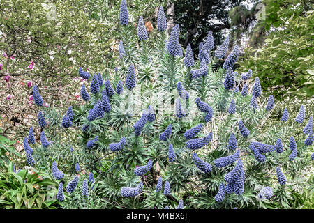 L'orgoglio di Madera, echium candicans, di Madera Foto Stock