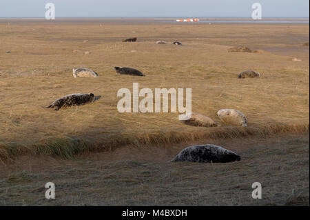 Le foche grigie crogiolarsi al sole Donna Nook Lincolnshire Foto Stock