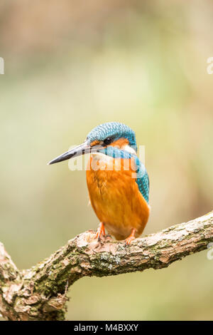 Common kingfisher (Alcedo atthis) si siede sul ramo,della Renania settentrionale-Vestfalia,Germania Foto Stock