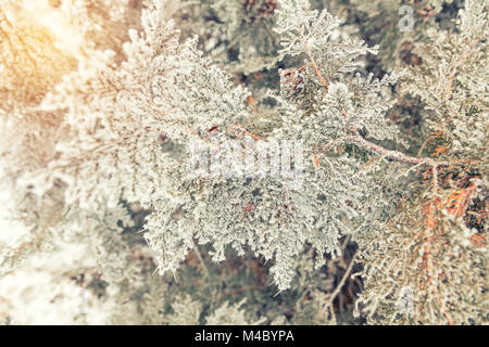 Il ramo thuja cipresso con i coni nella neve Foto Stock