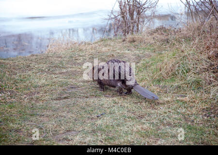 Beaver sulla riva del fiume, il quale è parzialmente bloccato Foto Stock