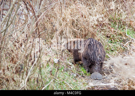 Beaver sulla riva del fiume, il quale è parzialmente bloccato Foto Stock