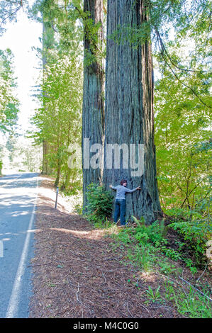 Una donna matura in piedi tra le torreggianti sequoie in California del Nord