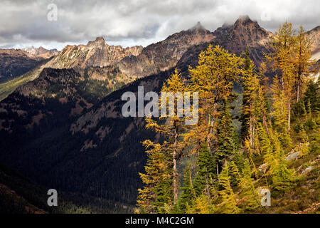 WA13451-00...Washington - i larici in autunno a colori alta sopra le Cascate del Nord Autostrada dal Maple Pass Loop nella nazionale Okanogan-Wenatchee Foto Stock