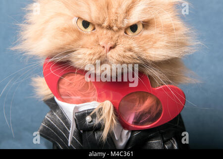 Close up ritratto di orange gatto persiano con forma di cuore bicchieri Foto Stock
