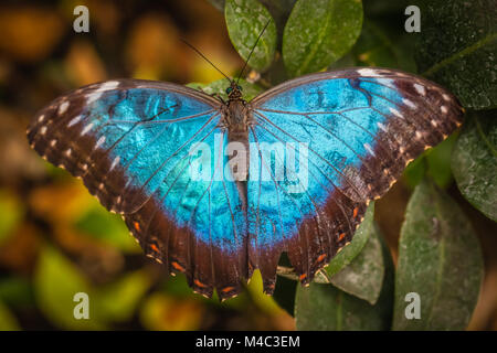 Blu Peleides morfo butterfly Foto Stock