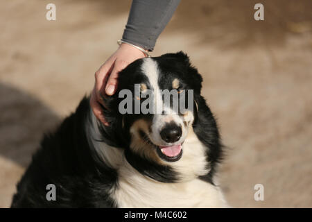 Manchester, Regno Unito. 15 Feb, 2018. Una donna prende un momento per interrompere la corsa e un Border Collie. Uno studio di 17 documenti di ricerca da parte di docenti universitari presso le Università di Manchester, Southampton e Liverpool hanno concluso che gli animali possono aiutare le persone a gestire la propria a lungo termine per la salute mentale condizioni. Credito: Barbara Cook/Alamy Live News Foto Stock