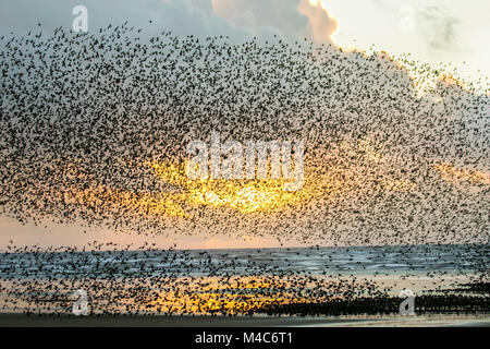 Le Starlings si riuniscono a Blackpool Lancashire. Meteo Regno Unito. 15th febbraio 2018. Tramonto glorioso sul molo nord mentre il tramonto si avvicina. Decine e decine di migliaia di questi uccelli migratori che stellano si radunano sul prepuzio prima di volare ai loro roisti nel relativo riparo della struttura del molo. Venti alti alla costa ha costretto gli uccelli a prendere una certa tregua sulla spiaggia prima di volare al loro posatoio. Un fenomeno molto insolito, raramente visto e unico a questa costa. Credit: MediaWorldImages/AlamyLiveNews. Foto Stock