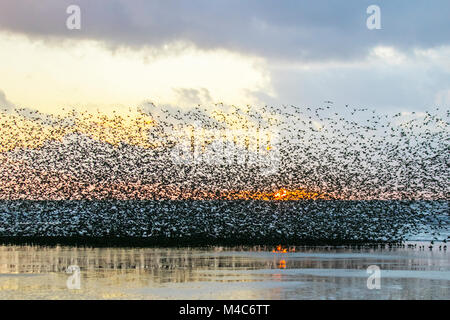 Blackpool, Lancashire. Regno Unito Meteo. Il 15 febbraio, 2018. Glorioso tramonto sul molo nord come storni raccogliere a Blackpool come crepuscolo approcci. Decine e decine di migliaia di questi uccelli migratori si radunano sul foreshore prima di volare a loro posatoi nel relativo riparo del molo struttura. Alta venti presso la costa ha costretto gli uccelli a prendere un po' di sollievo sulla spiaggia prima di volare a loro roost. Un particolarissimo fenomeno, raramente visto e uniche di questa costa. Credito: MediaWorldImages/AlamyLiveNews. Foto Stock