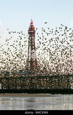 Blackpool, Lancashire. Regno Unito Meteo. Il 15 febbraio, 2018. Glorioso tramonto sul molo nord come storni raccogliere a Blackpool come crepuscolo approcci. Decine e decine di migliaia di questi uccelli migratori si radunano sul foreshore prima di volare a loro posatoi nel relativo riparo del molo struttura. Alta venti presso la costa ha costretto gli uccelli a prendere un po' di sollievo sulla spiaggia prima di volare a loro roost. Un particolarissimo fenomeno, raramente visto e uniche di questa costa. Credito: MediaWorldImages/AlamyLiveNews. Foto Stock