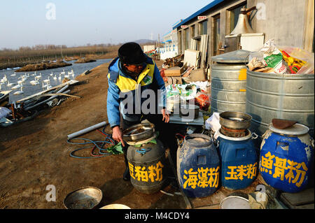 (180216) -- JINAN, Feb 16, 2018 (Xinhua) -- Yuan Xueshun prepara il cibo per i cigni in Chengshan città di Rongcheng City, est della Cina di Provincia di Shandong, 14 febbraio, 2018. Yuan Xueshun, dubbed come "guardia wan,' ha dedicato himeself alla protezione dei cigni per oltre quarant'anni. Egli ha salvato più di mille malati o feriti cigni e riuscita a impedire che più di 1,000 um (66.67 ettari) di zona umida di essere distrutto dal 1975. Grazie agli sforzi compiuti da persone come Yuan, il Lago dei Cigni in Rongcheng è diventato un habitat ideale per i cigni in inverno. (Xinhua/Feng Jie) (mp) Foto Stock