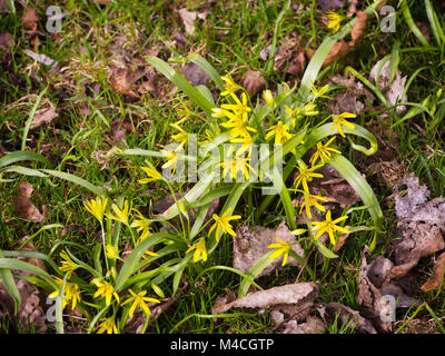 Molla in Oslo Norvegia,Gagea Lutea, la stella gialla di Betlemme che appaiono in un prato in mezzo ultimi anni foglie secche Foto Stock
