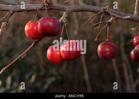 Crab Apple " Red Sentinel' Malus x robusta Foto Stock