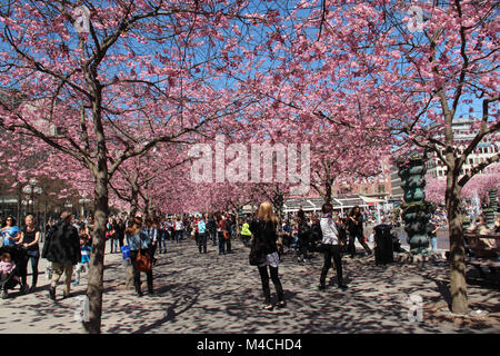 Ciliegi in fiore in Kungsträdgården nel centro di Stoccolma su una soleggiata giornata di primavera, Foto Stock