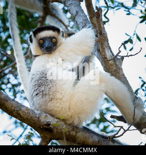 La Verreaux Sifaka (Propithecus verreauxi), lemuri, Madagascar Foto Stock