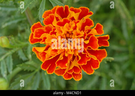 Immagine macro di orange tagete con sfondo verde Foto Stock