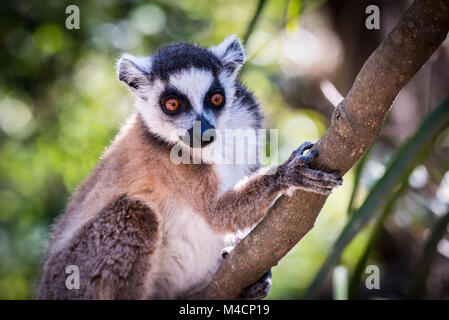 Anello lemure codato, Madagascar Foto Stock