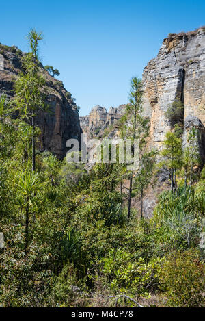 Isalo Parco Nazionale di alberi e canyon, Madagascar Foto Stock