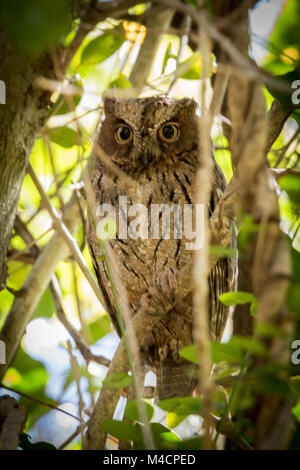 Torotoroka Assiolo (Otus madagascariensis) , Berenty, Madagascar Foto Stock