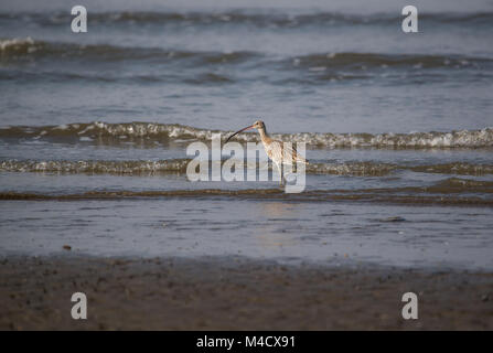 Un Eurasian Curlew gli uccelli trampolieri e la pesca in mare Foto Stock