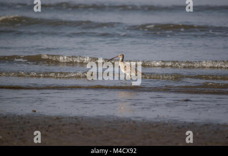 Un Eurasian Curlew gli uccelli trampolieri e la pesca in mare Foto Stock