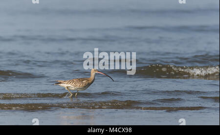 Un Eurasian Curlew gli uccelli trampolieri e la pesca in mare Foto Stock