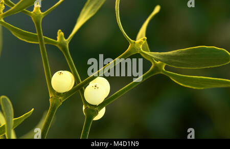 Vischio; vischio comune europeo di vischio; Viscum album; Foto Stock