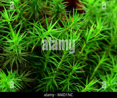 Moss; comune haircap moss; comune haircap moss; Polytrichum comune; Foto Stock