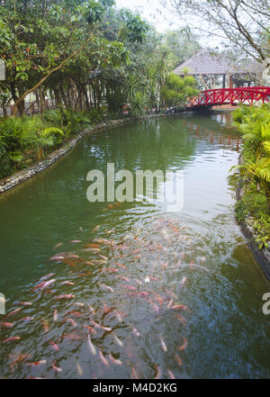 Uno spettacolare pesce Koi nello stagno, Cyprinus carpio haematopterus Foto Stock