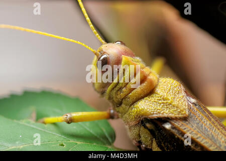 Cavalletta gigante Foto Stock
