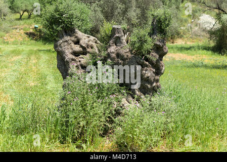 South Central Creta in primavera Foto Stock