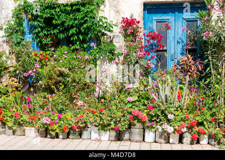 Ricoperto di fiori in casa Paleochora a Creta Foto Stock