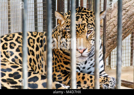 Triste leopard in gabbia Zoo Foto Stock