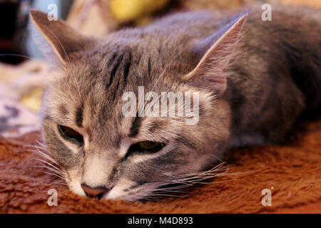 Close-up di muso a pelo di Scottish dritto cat Foto Stock