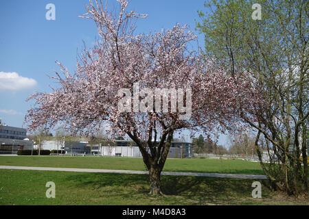 Prunus cerasifera Nigra, Redleaved Cherry Plum Foto Stock