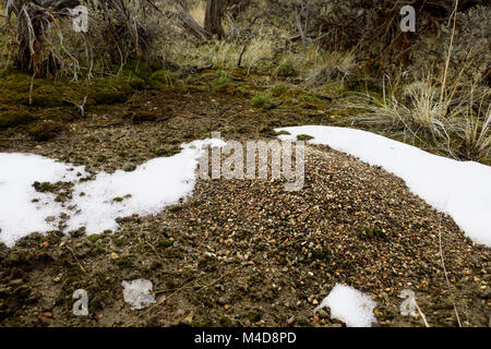 Una vista di un ant hill da una formica della prospettiva d'inverno. Foto Stock
