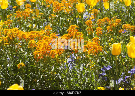 Cheiranthus cheiri, fiore di parete Foto Stock