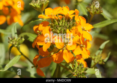 Cheiranthus cheiri, fiore di parete Foto Stock