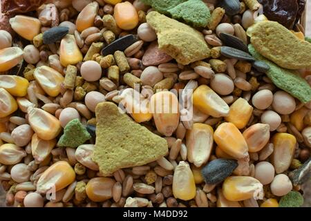 Semi di Parrot Foto Stock